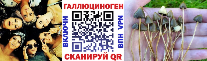 Псилоцибиновые грибы Magic Shrooms  Купить где  Мончегорск 
